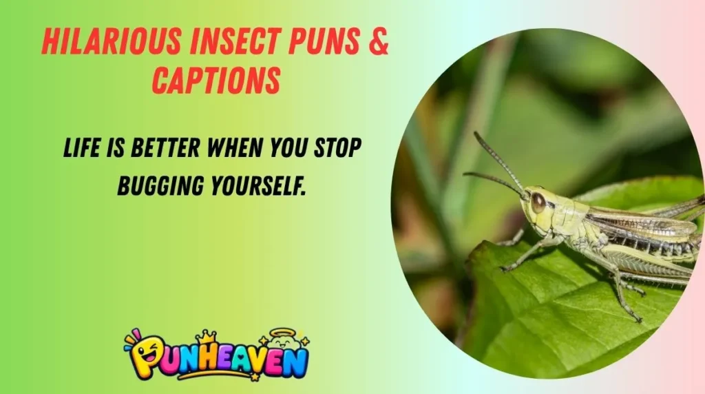 Hilarious Insect Puns & Captions