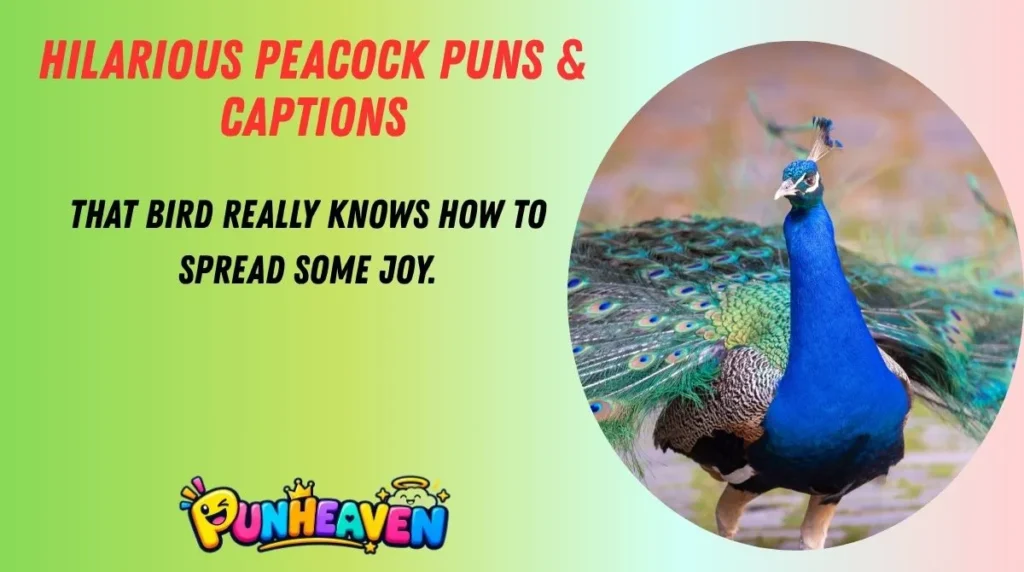 Hilarious Peacock Puns & Captions