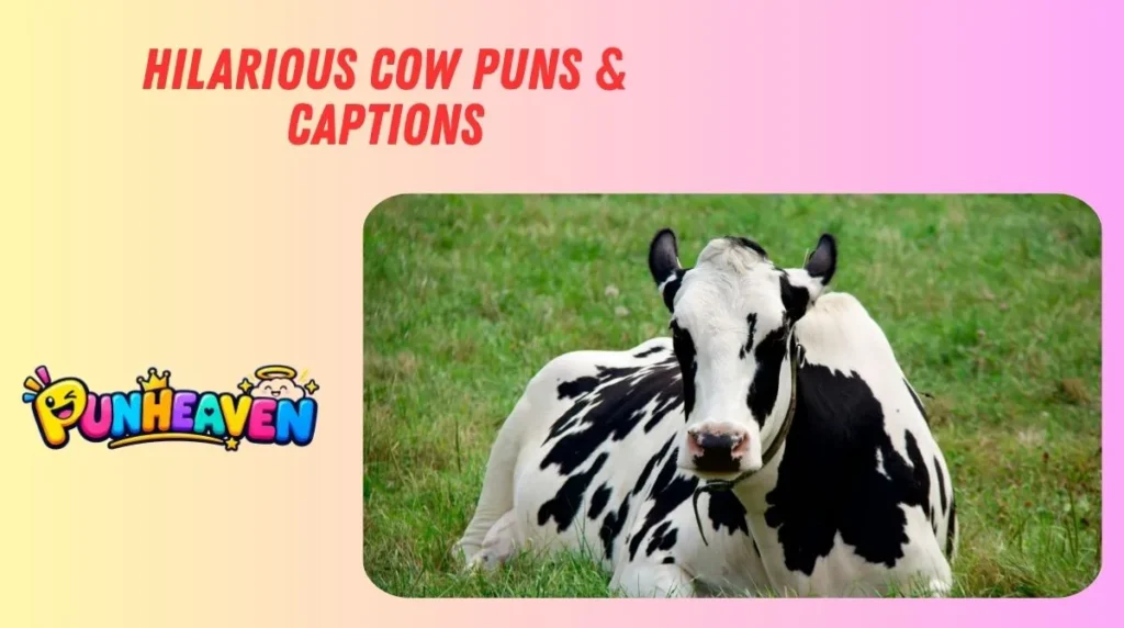 Hilarious Cow Puns & Captions