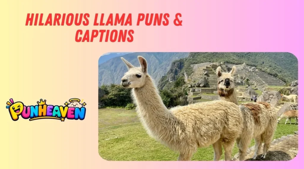 Hilarious Llama Puns & Captions