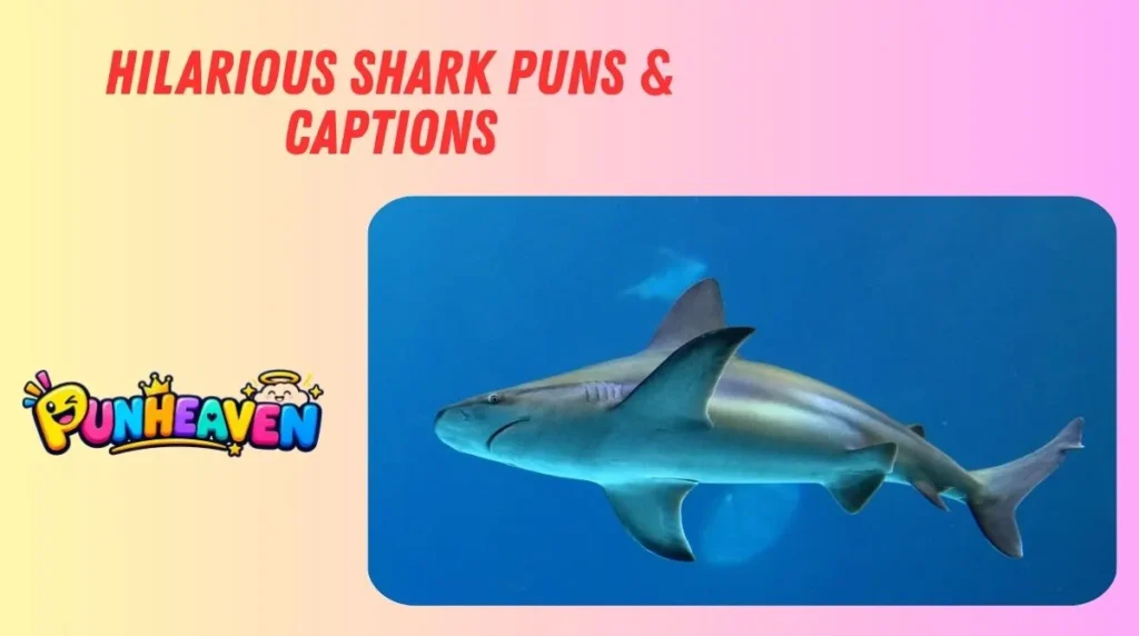 Hilarious Shark Puns & Captions
