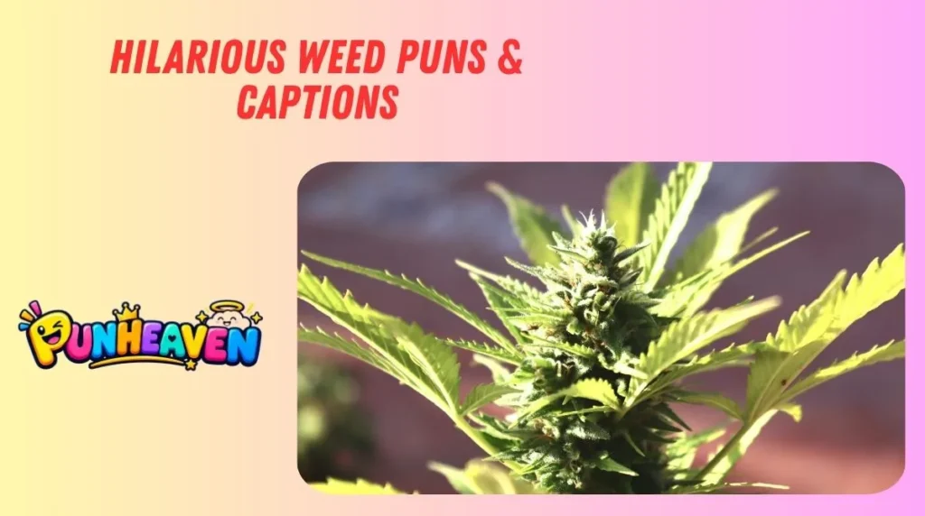 Hilarious Weed Puns & Captions
